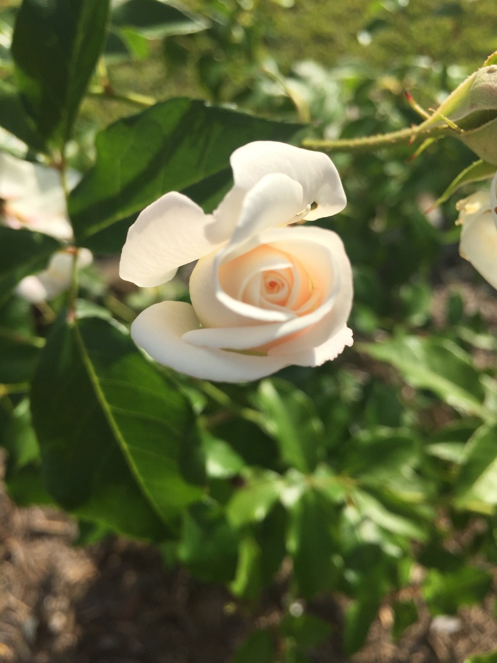 Breast Awareness & Women’s&nbsp;Health